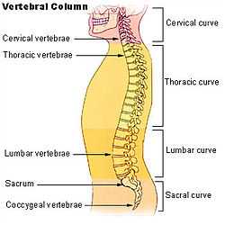 The Human vertebral column