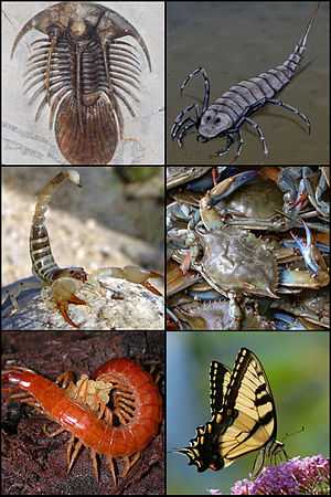 Arthropod or arthropoda